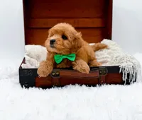 Starburst, a male Miniature Goldendoodle for sale in Statesville, NC – Photo 2 of 10