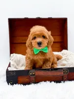 Starburst, a male Miniature Goldendoodle for sale in Statesville, NC – Photo 10 of 10