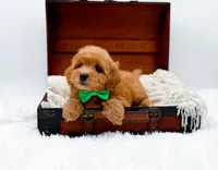 Starburst, a male Miniature Goldendoodle for sale in Statesville, NC – Photo 5 of 10