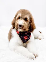 Honey, a male Bernedoodle for sale in Statesville, NC – 3 of 7