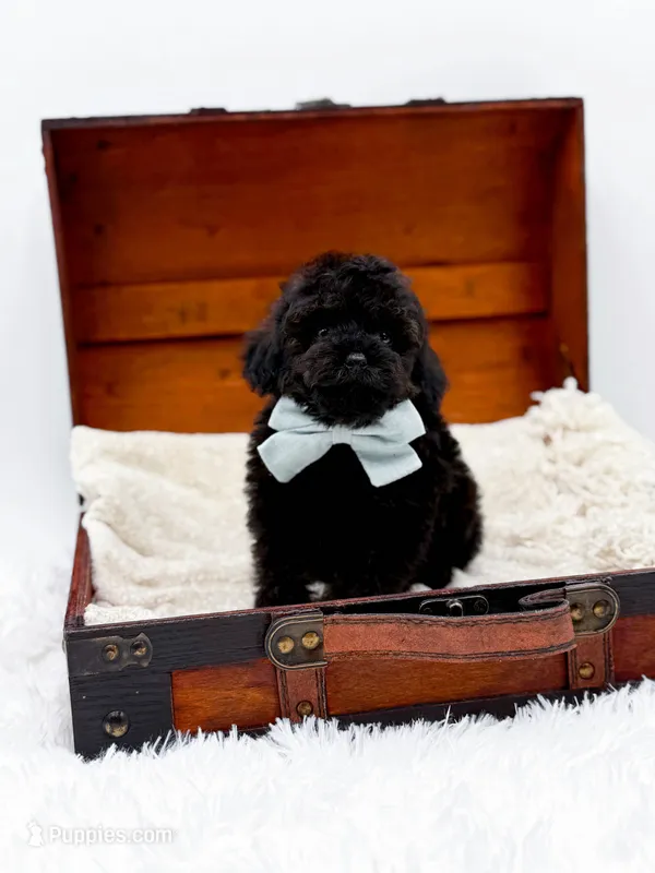 Shadow-AKC, a male Poodle - Toy  for sale in Statesville, NC – Photo 1 of 10