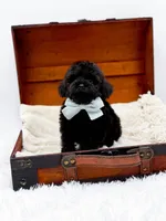 Shadow-AKC, a male Poodle - Toy  for sale in Statesville, NC – Photo 6 of 10