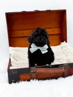 Shadow-AKC, a male Poodle - Toy  for sale in Statesville, NC – Photo 2 of 10