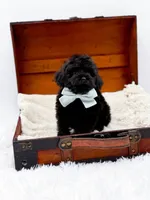 Shadow-AKC, a male Poodle - Toy  for sale in Statesville, NC – Photo 4 of 10