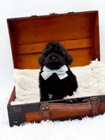 Shadow-AKC, a male Poodle - Toy  for sale in Statesville, NC – Photo 5 of 10