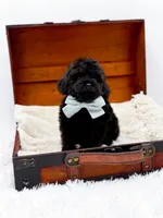 Shadow-AKC, a male Poodle - Toy  for sale in Statesville, NC – Photo 7 of 10