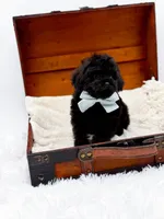 Shadow-AKC, a male Poodle - Toy  for sale in Statesville, NC – Photo 3 of 10