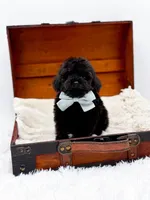 Shadow-AKC, a male Poodle - Toy  for sale in Statesville, NC – Photo 9 of 10