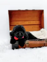 Rosie-AKC, a male Poodle - Toy  for sale in Statesville, NC – Photo 10 of 10