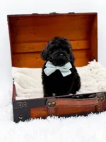 Shadow-AKC, a male Poodle - Toy  for sale in Statesville, NC – Photo 8 of 10