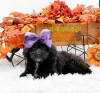 Tessa, a female Cavapoo for sale in Statesville, NC – 5 of 10