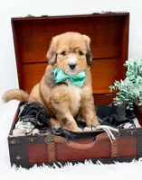 Fletcher, a male Bernedoodle for sale in Statesville, NC – 4 of 10