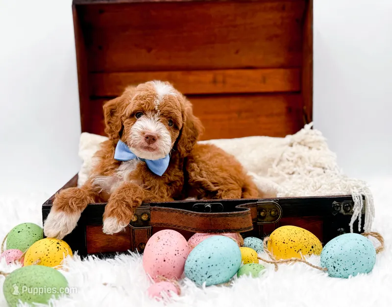 Petite-Billy – Miniature Goldendoodle puppy for sale in Statesville, NC