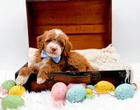 Billy, a male Miniature Goldendoodle for sale in Statesville, NC – Photo 4 of 10