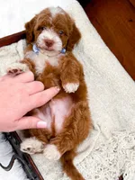 Billy, a male Miniature Goldendoodle for sale in Statesville, NC – Photo 8 of 10