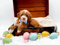 Billy, a male Miniature Goldendoodle for sale in Statesville, NC – Photo 6 of 10