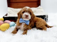 Billy, a male Miniature Goldendoodle for sale in Statesville, NC – Photo 2 of 10