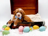 Billy, a male Miniature Goldendoodle for sale in Statesville, NC – Photo 7 of 10