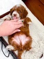 Billy, a male Miniature Goldendoodle for sale in Statesville, NC – Photo 9 of 10