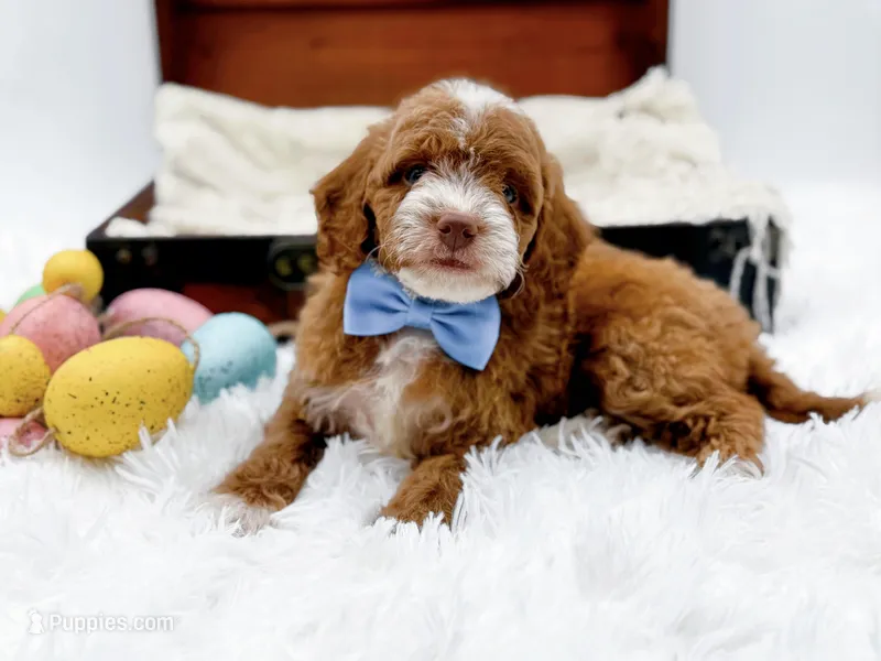 Billy – Miniature Goldendoodle puppy for sale in Statesville, NC