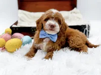 Billy, a male Miniature Goldendoodle for sale in Statesville, NC – Photo 1 of 10