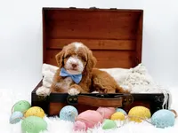 Billy, a male Miniature Goldendoodle for sale in Statesville, NC – Photo 10 of 10