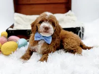 Billy, a male Miniature Goldendoodle for sale in Statesville, NC – Photo 3 of 10