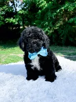 Micro Mini-Nelson, a male Miniature Bernedoodle for sale in Statesville, NC – 4 of 10