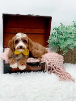 Lilly, a female Cavapoo for sale in Statesville, NC – 4 of 10