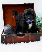 Ford, a male Bernedoodle for sale in Statesville, NC – 2 of 10