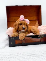 Raleigh, a female Cavapoo for sale in Statesville, NC – 3 of 10