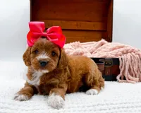 Sophia, a female Miniature Goldendoodle for sale in Statesville, NC – 7 of 10