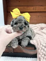 Micro Mini-Nala, a female Miniature Bernedoodle for sale in Statesville, NC – 7 of 10