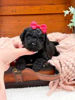 Micro Mini Nancy, a female Miniature Bernedoodle for sale in Statesville, NC – 7 of 10