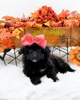 Tala, a female Cavapoo for sale in Statesville, NC – 2 of 10
