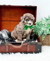 Freckles(Blue Eye), a male Bernedoodle for sale in Statesville, NC – 4 of 10
