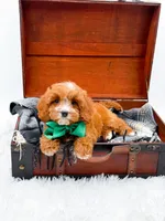Stewart, a male Cavapoo for sale in Statesville, NC – 1 of 10