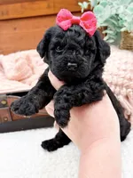 Micro Mini Nancy, a female Miniature Bernedoodle for sale in Statesville, NC – 5 of 10