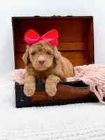 Holly, a female Bernedoodle for sale in Statesville, NC – 2 of 10