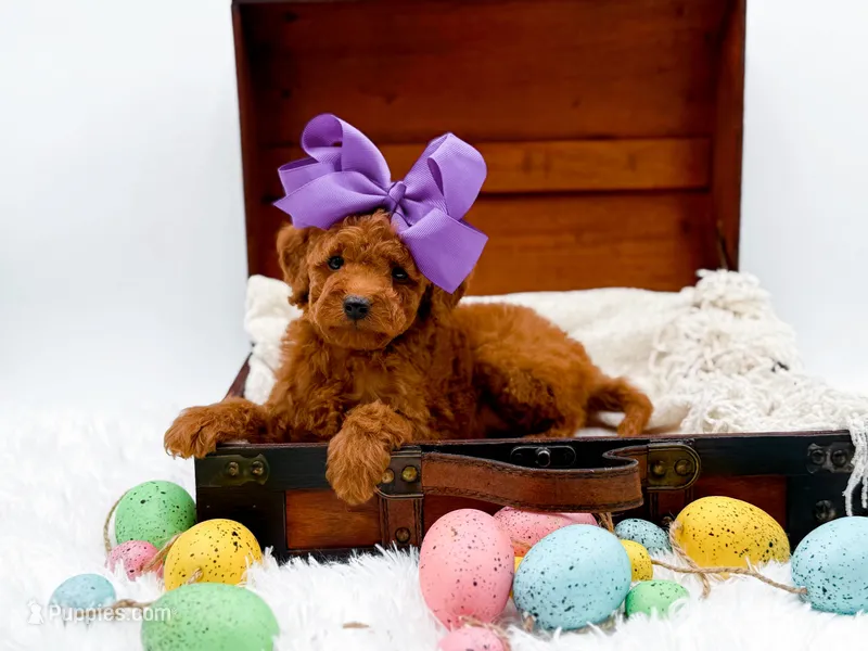 Millie – Miniature Goldendoodle puppy for sale in Statesville, NC