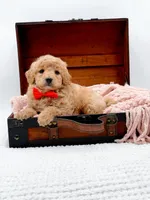 Shaggy, a male Miniature Goldendoodle for sale in Statesville, NC – 7 of 10
