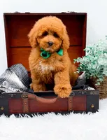 Eddie, a male Miniature Goldendoodle for sale in Statesville, NC – 5 of 10