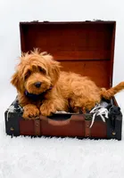 Annie, a female Miniature Goldendoodle for sale in Statesville, NC – 8 of 10