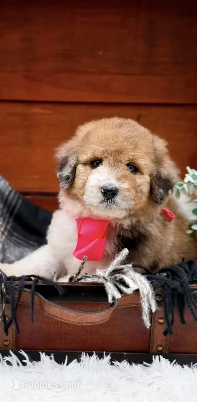 Faye-Blue Eye – Bernedoodle puppy for sale in Statesville, NC