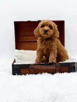 Kit Kat, a male Miniature Goldendoodle for sale in Statesville, NC – Photo 7 of 10