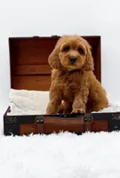 Kit Kat, a male Miniature Goldendoodle for sale in Statesville, NC – Photo 2 of 10