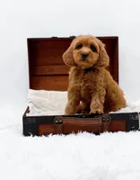 Kit Kat, a male Miniature Goldendoodle for sale in Statesville, NC – Photo 4 of 10