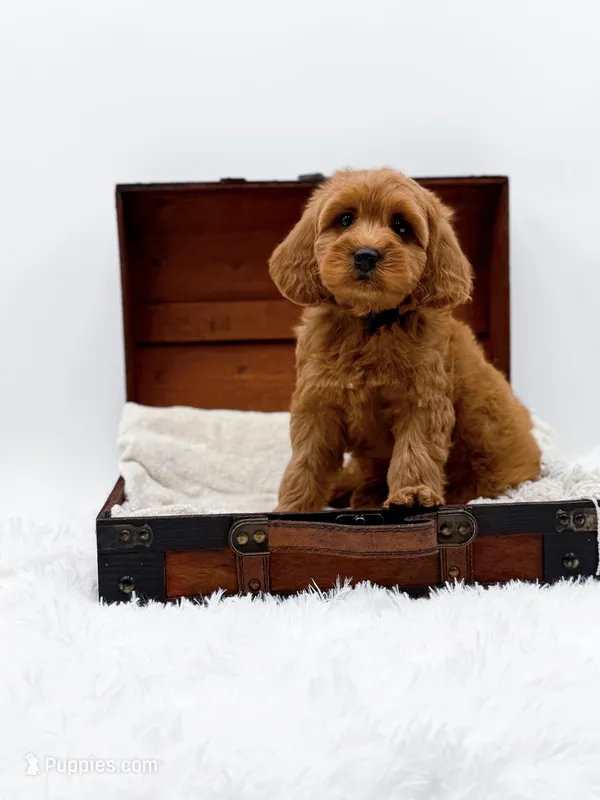 Kit Kat – Miniature Goldendoodle puppy for sale in Statesville, NC