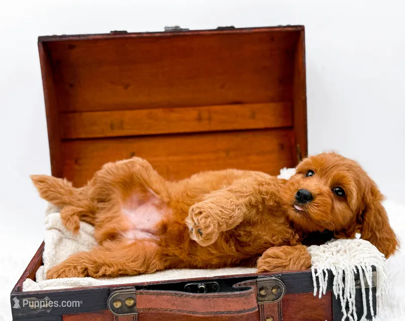 Kit Kat, a male Miniature Goldendoodle for sale in Statesville, NC – Photo 1 of 10