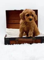 Kit Kat, a male Miniature Goldendoodle for sale in Statesville, NC – Photo 3 of 10